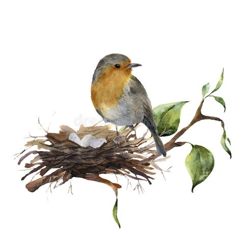 Watercolor robin sitting on nest with eggs. Hand painted illustration with bird and branch of wood isolated on white vector illustration Watercolor Robin, Bird Nest Painting, Branch Drawing, Painted Illustration, Robin Bird, Watercolor Painting Techniques, Bird On Branch, Egg Art, Bird Drawings