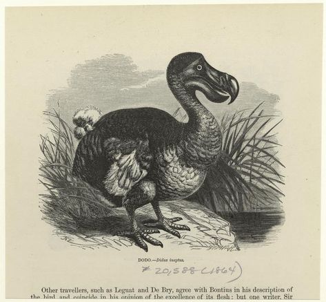 Index Dodo Bird, Flightless Bird, Bird Coloring Pages, Extinct Animals, Color Filter, British Library, Bird Illustration, Bird Prints, Natural History