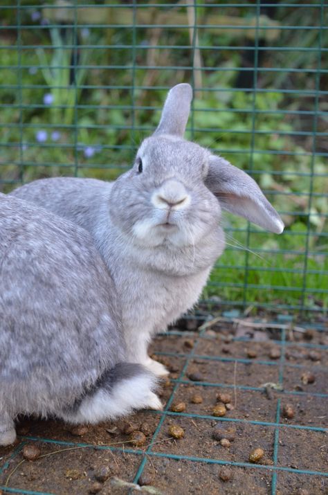 Pet Rabbits, Lilac Blue, Rabbit Lover, Pet Rabbit, Mixed Breed, Rabbits, Helicopter, The Uk, Blue Grey