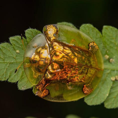 Imperial Tortoise Beetle, Golden Tortoise Beetle, Cool Beetles, Golden Beetle, Tortoise Beetle, Dung Beetle, Flea Beetles, Green Beetle, Beetle Art