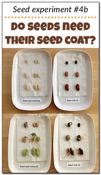 Teach kids about the needs of seeds with this seed experiment that answers the question: "Do seeds need their seed coat to grow?" Seed Experiment, Plants Life Cycle Activities, Plant Experiments, Horticulture Therapy, Kids Gardening, Maluchy Montessori, Life Cycles Activities, Kidney Bean, Ap Biology