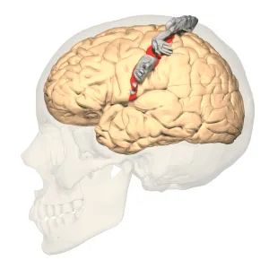 Somatosensory Cortex | Function, Position, Anatomy, Physiology Somatosensory System, Types Of Neurons, Internal Carotid Artery, Online Certificate, Human Memory, Synovial Fluid, Cerebral Cortex, Carotid Artery, Wild Iris