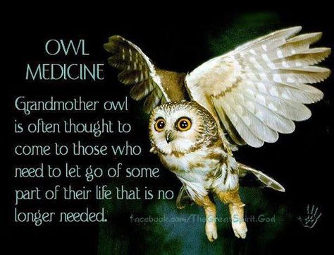 Owl medicine Owl Medicine, Animal Totem Spirit Guides, Owl Quotes, Owl Facts, Spirit Animal Meaning, Animal Meanings, Spirit Animal Totem, Animal Spirit Guide, Native American Wisdom