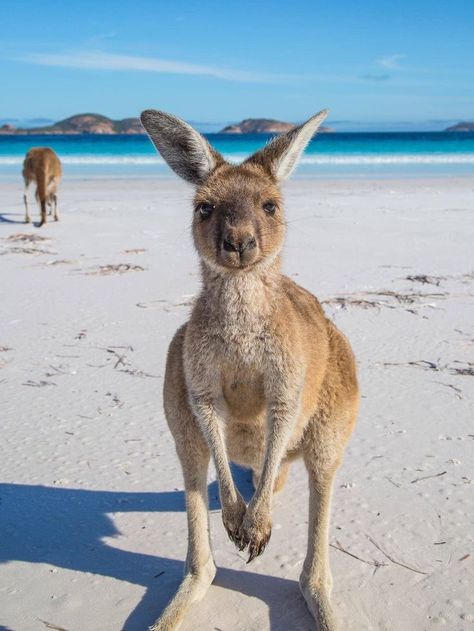 Kangaroo on the beach, can you get more Western Australian? Grand National, Australian Animals, Great Barrier Reef, Animal Tattoos, Australia Travel, Tasmania, 귀여운 동물, Western Australia, Beautiful Creatures