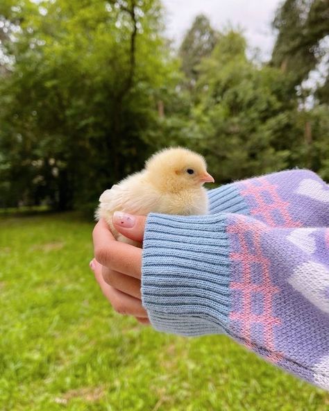 Cute Ducklings, Baby Ducks, Pretty Animals, Spring Aesthetic, Baby Chicks, Cute Animal Photos, Cute Creatures, Nature Aesthetic, Green Grass