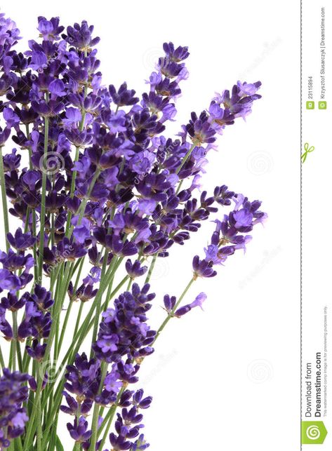 Lavender Stock, Pastel Sec, Lavender Garden, Image Nature, Lavender Plant, Pola Sulam, Lavender Fields, Flower Art Painting, Lavender Flowers