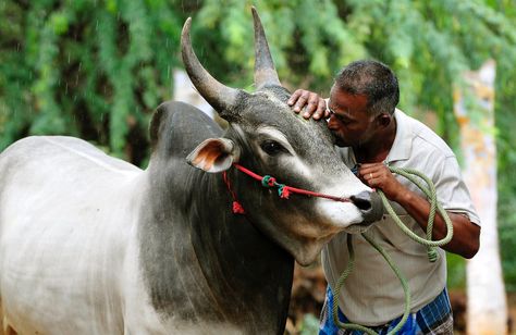 Kangayam Bull Images, Indian Bull Images, Photography Logo Hd, Bull Pictures, Bull Images, Best Love Pics, Mens Photoshoot, Bride Photos Poses, New Images Hd