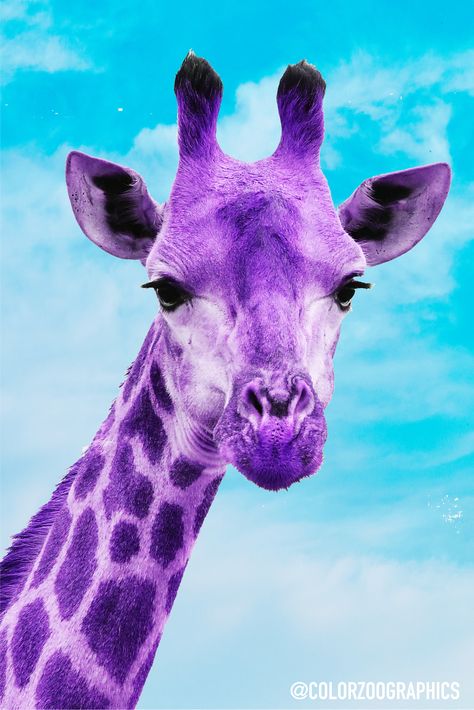 Editted this purple giraffe taking a bit of inspiration from Andy Warhol. Colorful animal artwork with a blue sky Posters Purple, Purple Giraffe, Colorful Quotes, Animal Artwork, Color Quotes, Pop Art Style, Colorful Animals, Animals Artwork, Art For Your Home