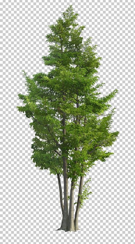 Tree Plan Png, Trees Images, Tree Landscaping, Trees Background, Palm Tree Pictures, Tree Photos, Green Png, Trees Png, Tree Abstract