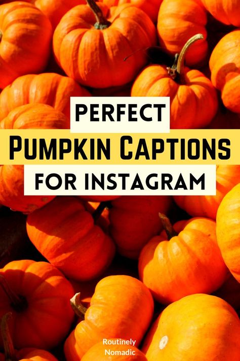 A pile of orange pumpkins with the words perfect pumpkin captions for Instagram on top The Cutest Pumpkin In The Patch, Cute Pumpkin Captions For Instagram, Fall Pumpkin Couple Pictures, Pumpkin Ig Caption, Pumpkin Patch Sayings Quotes, Pumpkin Carving Captions Instagram, Pumpkin Patch Quotes Fall, Quotes About Pumpkins, Pumpkin Patch Insta Captions