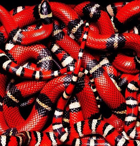 . Red Snake Aesthetic, Beaux Serpents, Red And Black Snake, Snake Photos, Milk Snake, Colorful Snakes, Coral Snake, Snake Art, Beautiful Snakes