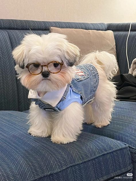 Chien Shih Tzu, Very Cute Puppies, Cute Animals Puppies, Very Cute Dogs, Really Cute Dogs, Baby Animals Pictures, Cute Little Puppies, Super Cute Animals