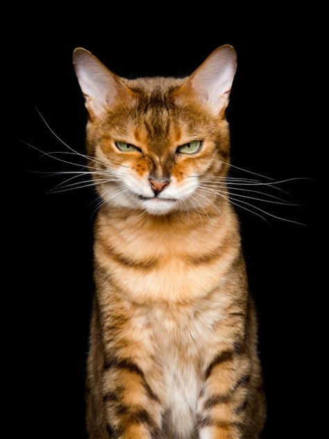 Photographer Captures the Many Humorous Expressions of Cats | PetaPixel Cat Expressions, Výtvarné Reference, Cat Reference, Cat Pose, Seni 3d, Haiwan Peliharaan, Airbrush Art, Cat Photography, Cat Wallpaper