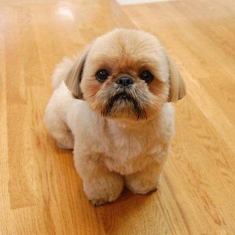 Top 10 Popular Shih Tzu Haircuts (30+ Pictures) | Page 2 of 10 | The Paws Shitzu Dogs Haircuts, Shih Tzu Hair Styles, Dog Grooming Shih Tzu, Shih Tzu Puppy Cut, Puppy Haircut, Perro Shih Tzu, Shih Tzu Haircuts, Chien Shih Tzu, Shitzu Dogs