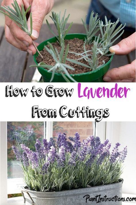 Plantarea Legumelor, Grow Lavender, Lavender Plants, Tanaman Indoor, Tanaman Pot, Growing Lavender, نباتات منزلية, Lavender Garden, Lavender Plant