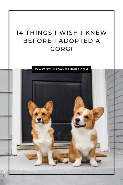 Corgi Welsh Pembroke, Corgi Memes Funny, Corgi Care Tips, Pembrook Welsh Corgi, Corgies Puppy, Corgi Grooming Styles, Corgi Haircut Styles, Corgi Tips, Corgi Training