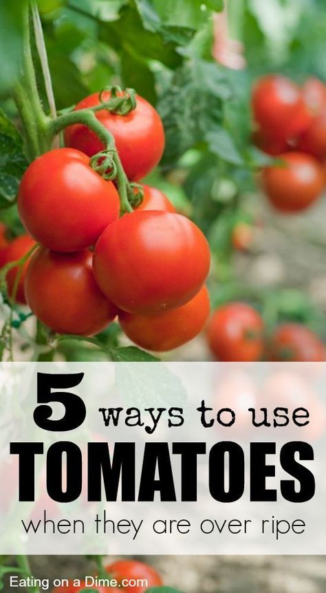 Do you have too many tomatoes coming from your garden?   Here are 5 Ways to Use Tomatoes When they are Over Ripe Plant Greenhouse, Eating On A Dime, Fresh Tomato Recipes, Tomato Garden, Freezer Cooking, Healthy Sides, Ripe Tomatoes, Growing Tomatoes, Easy Delicious Recipes