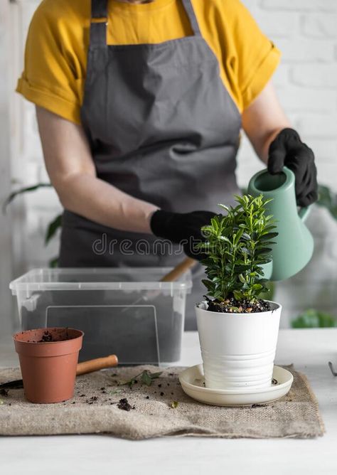 Gardening home. Close-up female replanting and watering green plant from watering can in home. Potted green plants at royalty free stock images Home Jungle, Plants At Home, Vector Silhouette, Florist Shop, Replant, Stock Photography Free, Watering Can, Female Images, Green Plants