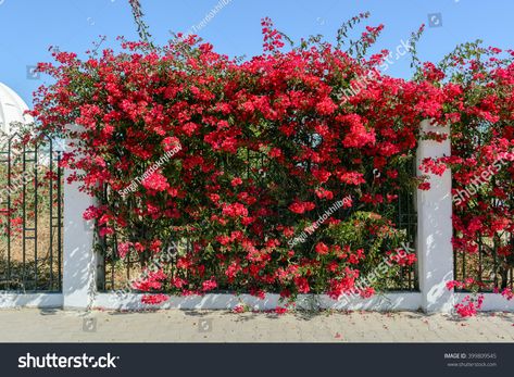 Bougainvillea Fence, Bougainvillea Trellis, Flower Fence, Trellis Fence, Arizona Landscape, Front Yard Fence, Iron Fence, Front Yard Garden, Porch Design