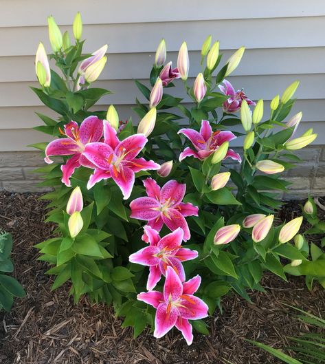 Perennial Lillies, Lily Plants Outdoor, Lilies In Garden, Day Lilies Landscaping, Lilly Garden, Day Lilly, Lily Plant, Day Lily, Lilly Flower