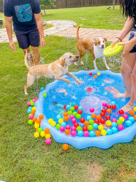 Dog Pool Area, Activities With Dogs, Summer Activities For Dogs, Outdoor Dog Activities, Dog Beach Party, Dog Birthday Party Activities, Dog Pool Party Ideas, Summer Dog Activities, Dog Birthday Activities