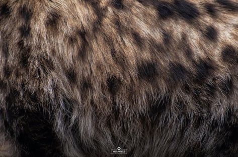 312 Me gusta, 31 comentarios - Megan Lee Photography (@meglphotos) en Instagram: "Every hyena has a unique spot pattern, Individual hyenas additionally differ in their fur style and…" Fur Aesthetic, Megan Lee, Zoo Book, Spots Pattern, Hyena, Animal Skin, Fur Fashion, Httyd, Book Inspiration