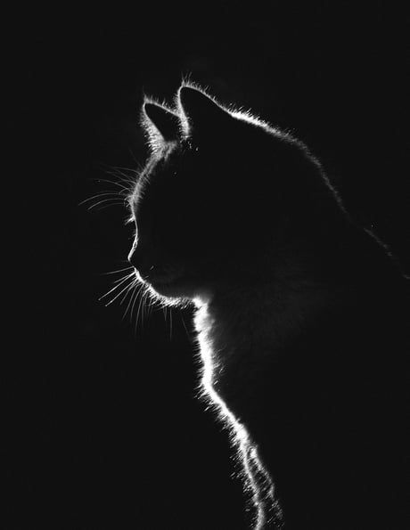 Low key photograph I took of my kitty (After more than 100 shots). - 9GAG Low Key Photography, Black Paper Drawing, Söt Katt, 흑백 그림, A Black Cat, Haiwan Peliharaan, Cat Photography, Caravaggio, Black Aesthetic Wallpaper