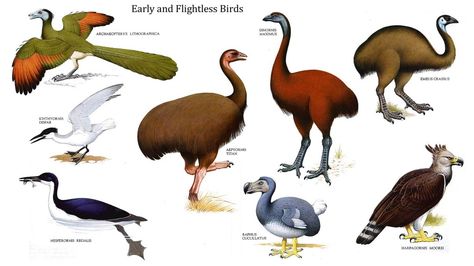 Examples of flightless birds are kakapos, kiwis, takahes and ostriches. Learn fun facts about some of the flightless birds here: http://easyscienceforkids.com/all-about-flightless-birds/ Dinosaurs Wallpaper, Quizzes For Kids, Birds For Kids, Science Quiz, Unique Birds, Bird Facts, Prehistoric Wildlife, Dinosaur Wallpaper, What Is A Bird