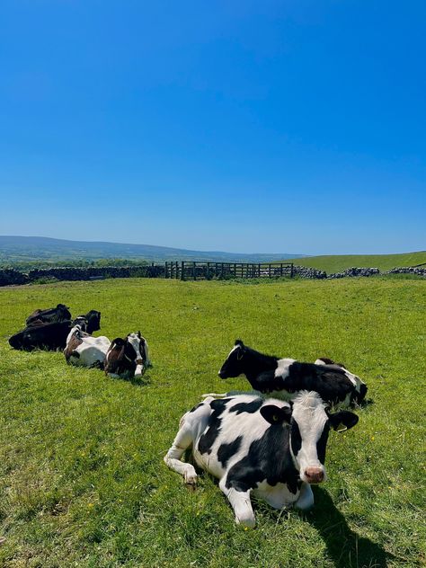 British Farming Aesthetic, Cow Field Aesthetic, Cow Field Photoshoot, Cow Farm Aesthetic, Cow Farm Ideas, Cow Sanctuary, Field With Cows, Aesthetic Cows, Cows Aesthetic