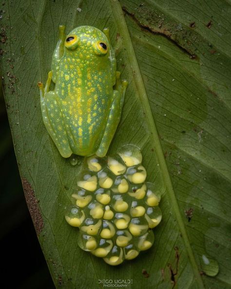 male striped glass frog protecting the eggs he fertilized Glass Frogs, Frog Eggs, Snake Turtle, Rainforest Animals, Glass Frog, Floor Wallpaper, Frog Art, Endangered Animals, Frog And Toad