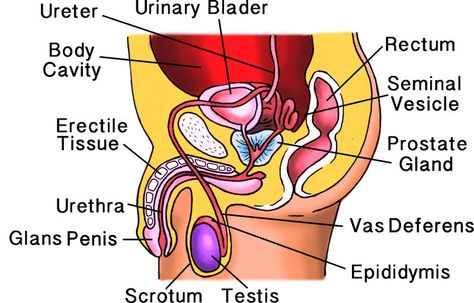 Male Reproductive System | CK-12 Foundation Study Tricks, Biology Genetics, Male Reproductive System, Nursing School Inspiration, Male Vs Female, Sistem Saraf, Female Reproductive System, Human Anatomy And Physiology, Cell Biology