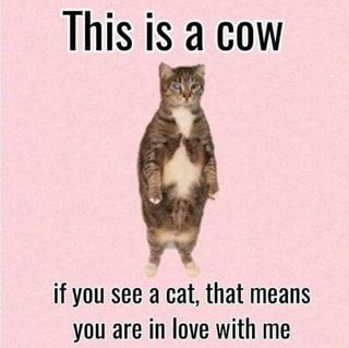 Found on iFunny Things Change, If Only, Be Different, A Cat, Cow, In Love