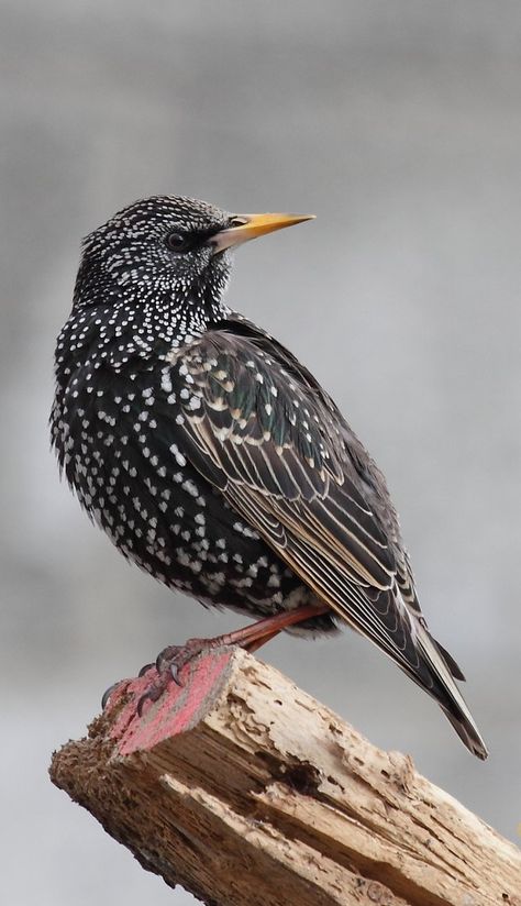 Starling Painting, Starlings Bird, Starling Drawing, Starling Illustration, Starling Tattoo, Starling Birds, Starling Bird, European Starling, Common Starling