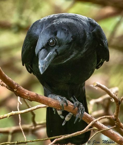 Crow, watching me work from my blind. Crow Reference Photo, Crow Front View, Corvid Tattoo, Crow Core Aesthetic, Crow Reference, Crow Photo, Crow Illustration, Crow Photography, Crow Pictures