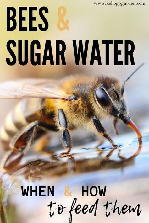 Bees & Sugar Water  Tips to help our powerful pollinators. There are times when our bee buddies need a little extra help and there are times when too much help is not a good thing.  Check out these tips to help our bees. Sugar Water For Bees, Bee Watering Station, Water For Bees, Bee Bath, Backyard Beehive, Honey Bees Keeping, Bee Feeder, Feeding Bees, Water Tips