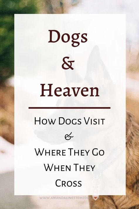 Losing Your Dog Best Friend, Griefing Your Dog, Pet Grievance, Pet Memorial Garden Ideas, Dog Memorial Garden, Dogs In Heaven, Dog Heaven Quotes, All Dogs Go To Heaven, Dogs Go To Heaven