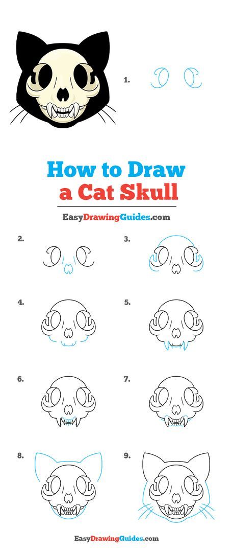 How To Draw Animal Skulls Step By Step, Cat Skull Reference Drawing, Cute Cat Skull Drawing, Lion Skull Sketch, How To Draw A Cat Skull, Chibi Cat Drawing Tutorial, Cat Skull Tattoo Simple, Cat Skull Drawing Simple, Cat Skull Anatomy