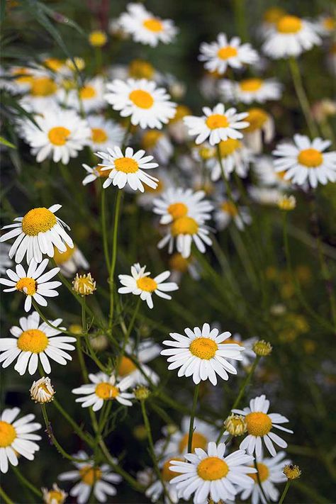 Of all the plants in my garden, chamomile offers the most return on my investment. It is a vigorous and problem-free plant that produces a spray of beautiful flowers that can immediately be harvested to make a tasty tea. Gardener’s Path has all of the information you need to know about growing this fine addition in your own garden. Read on to learn more! Grow Chamomile, Chamomile Lawn, Camomile Flower, Chamomile Growing, Chamomile Plant, Flowers Growing, Meteor Garden 2018, Chamomile Tea, Hardy Plants