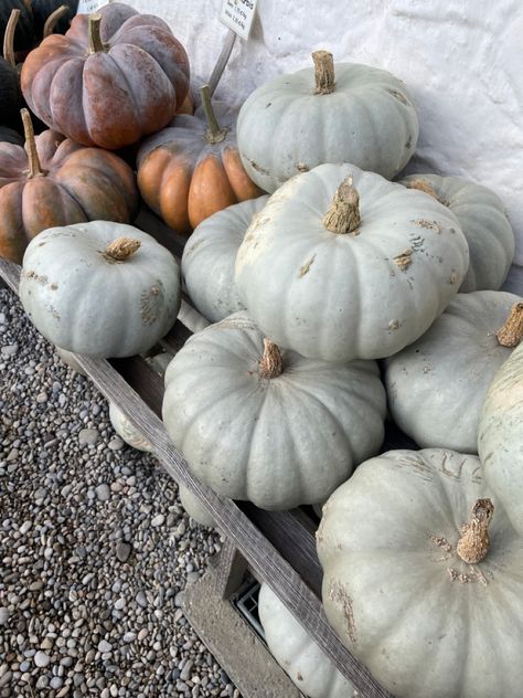 Grey Queensland pumpkins Pumpkin Field, Grey Pumpkin, A Pumpkin, Fall Vibes, Pumpkin Patch, Pumpkins, Halloween, Grey, Pins