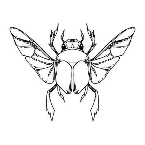 Bugs Black And White, Insect Line Drawing, Beetle Line Drawing, Bug Line Art, Scarab Beetle Drawing, Beetle Line Art, Tommy Tattoo, Beetle With Wings, Scarab Beetle Tattoo