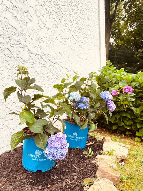 Endless Summer Hydrangeas how to grow Small Hydrangea Garden, Bloomstruck Endless Summer Hydrangea, Hydrangea Endless Summer, Endless Summer Hydrangea Landscaping, How To Plant Hydrangea In Ground, Planting Hydrangeas In Ground, Endless Summer Hydrangea Care, Endless Summer Bloomstruck Hydrangea, Summer Crush Hydrangea