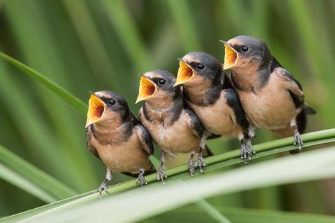 Why Do Birds Stop Singing in Late Summer? | Audubon Great Lakes Loon Photo, Duck Species, Singing Birds, Gentoo Penguin, Hatching Chicks, Birds Singing, Barn Swallow, Burrowing Owl, Singing Bird