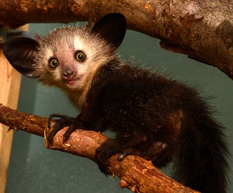 Aye-Aye - Duke Lemur Center Weird Sea Creatures, Bizarre Animals, Baby Donkey, Mystical Animals, Aye Aye, Most Beautiful Animals, Unusual Animals, Hyena, Primates