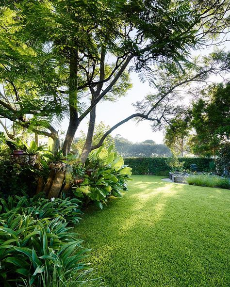 @thinkoutsidegardens on Instagram: “Morning light across the lush planting. Earlwood project. Think outside gardens #green #greenery #plants #plantsofinstagram #landscape…” Entertaining Garden, Greenery Plants, Australian House, Tropical Garden Design, Tropical Backyard, Potager Garden, Australian Garden, Luxury Garden, Garden Design Ideas