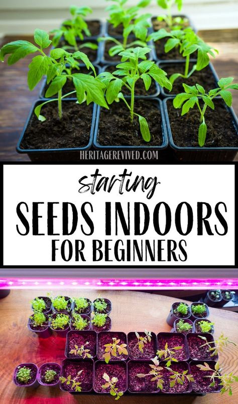 Image of seedlings in potting trays with text "Starting seeds indoors- for beginners" Starting A Garden Indoors, Plant Starts Indoors, Start Indoor Garden, Seeding Indoors Starting, How To Start Vegetable Seeds Indoors, Starting Plants Indoors, How To Start Plants From Seeds Indoors, Starting Tomato Seeds Indoors, Starting Vegetable Seeds Indoors