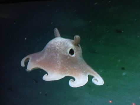 Cool Sea Creatures, Ocean Stuff, Dumbo Octopus, Cool Animals, You Are My Moon, Cute Octopus, Deep Sea Creatures, Water Animals, Cute Shark