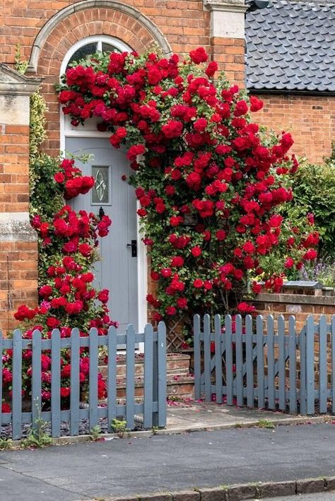 16 Shrubs that Climb Like a Vine | Balcony Garden Web Red Climbing Rose House, Vine Balcony, Climbing Plants Fast Growing, Climbing Flowering Vines, Goddess Temple, Sky Goddess, Red Climbing Roses, Growing Geraniums, Hydrangea Petiolaris