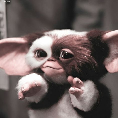 Gizmo The Gremlin, Gizmo Aesthetic, Gremlins Aesthetic, Movie Profile Picture, Gremlin Aesthetic, Cute Gremlin, Gremlins Art, Gizmo Gremlins, Kangaroo Art