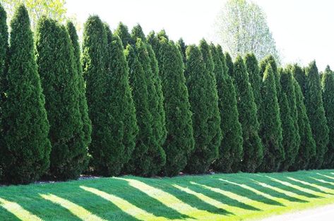 Homeowners and landscapers looking for a fast-growing, evergreen tree to be used as a hedge or privacy barrier often narrow their choice to two plants: The "Green Giant" arborvitae (Thuja standishii x plicata "Green Giant") or a cypress called the Leyland cypress (× ... Green Giant Tree, Arborvitae Landscaping, Privacy Landscaping Backyard, Green Giant Arborvitae, Landscaping Along Fence, Giant Arborvitae, Thuja Green Giant, Privacy Fencing, Emerald Green Arborvitae