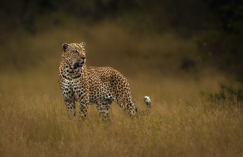 True to his notorious reputation, the Senegal Bush Male exudes an aura of strength and dominance. Amidst this captivating spectacle, not even the slightest disturbance, like the fluttering wings of an alarming Crested Francolin, goes unnoticed... #londolozi #thelondolozieffect #relais #relaischateaux #wildlifeblog #animalblog #naturelovers #luxurysafari #safari #safaristories #leopard #photography @relaischateaux Leopard Photography, Marula Tree, Male Lion, Lion Pride, Luxury Safari, Spots Pattern, Big 5, Lion Cub, Winter Light